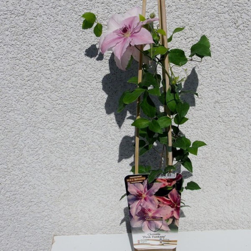 Clematis Pink Fantasy P9/C1