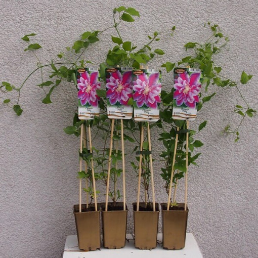 Clematis Piilu (velkokvětá, plná) PEŁNY P9/C1