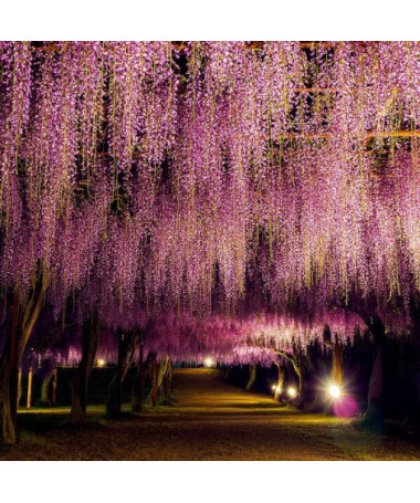 Wisteria květnatá Honbeni, RŮŽOVÁ, 2L květináč