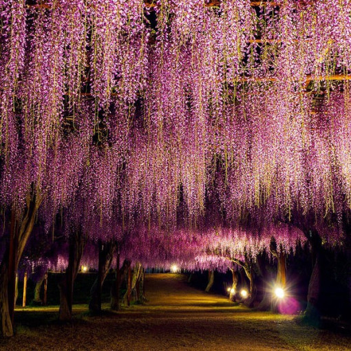 Wisteria květnatá Honbeni, RŮŽOVÁ, 2L květináč