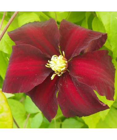 Clematis Niobe (velkokvětá) P9/C1