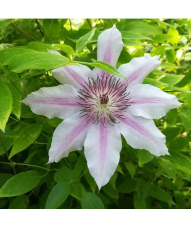 Clematis Nelly Moser (velkokvětá) P9/C1