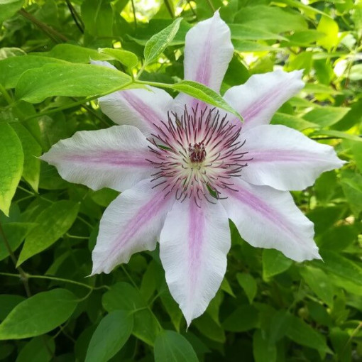 Clematis Nelly Moser (velkokvětá) P9/C1