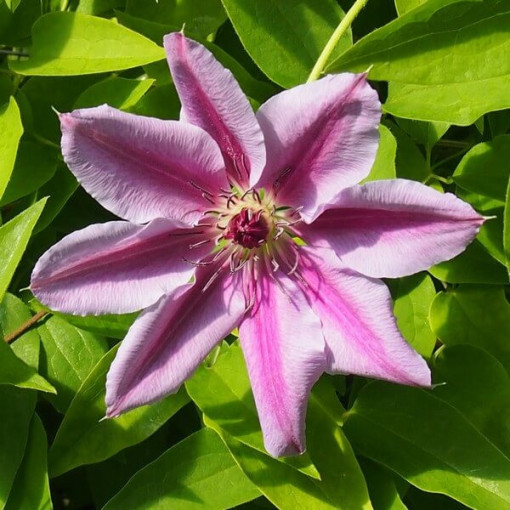 Clematis Nelly Moser (velkokvětá) P9/C1
