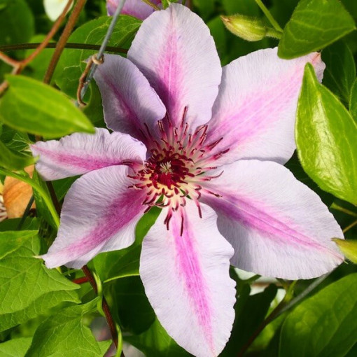 Clematis Nelly Moser (velkokvětá) P9/C1