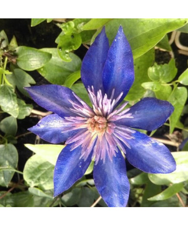 Clematis Multi Blue (velkokvětá, plná) PEŁNY P9/C1