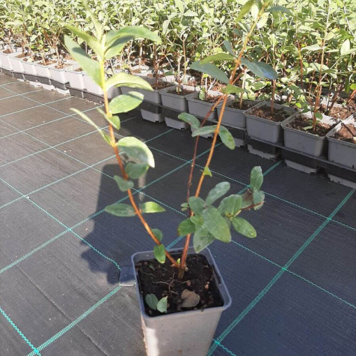 Kamčatská borůvka 'Lori' P9/C1