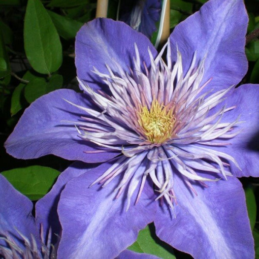 Clematis Multi Blue (velkokvětá, plná) PEŁNY P9/C1