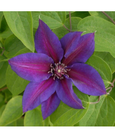 Clematis Mrs N.Thompson (velkokvětá) P9/C1