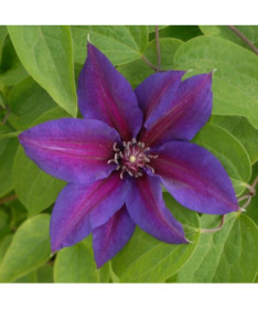Clematis Mrs N.Thompson (velkokvětá) P9/C1