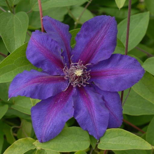 Clematis Mrs N.Thompson (velkokvětá) P9/C1