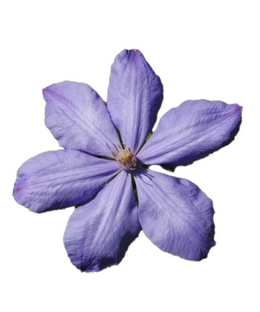 Clematis Mrs Cholmondeley (velkokvětá) P9/C1