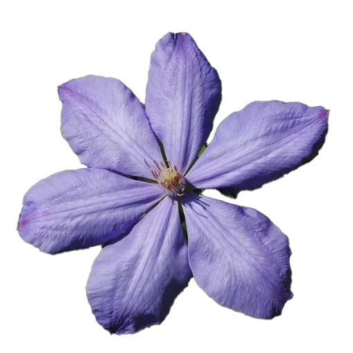 Clematis Mrs Cholmondeley (velkokvětá) P9/C1