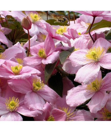 Clematis Montana Rubens (botanický) GÓRSKI P9/C1