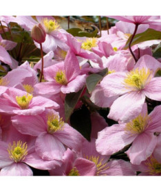 Clematis Montana Rubens (botanický) GÓRSKI P9/C1