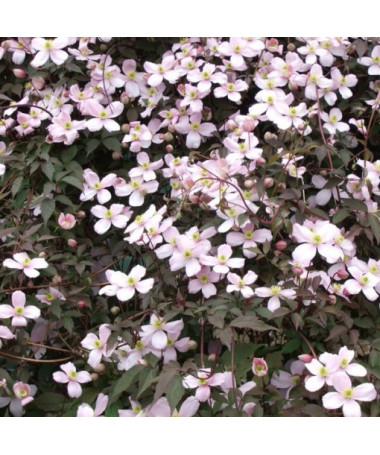 Clematis Montana Rubens (botanický) GÓRSKI P9/C1