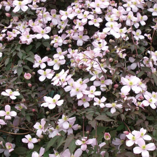 Clematis Montana Rubens (botanický) GÓRSKI P9/C1