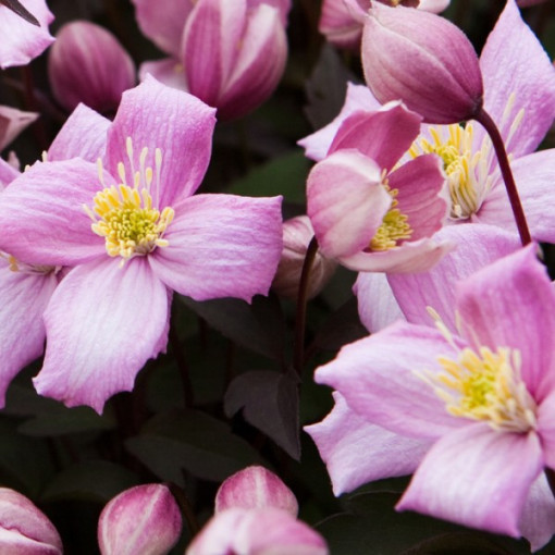 Clematis Montana Rubens (botanický) GÓRSKI P9/C1