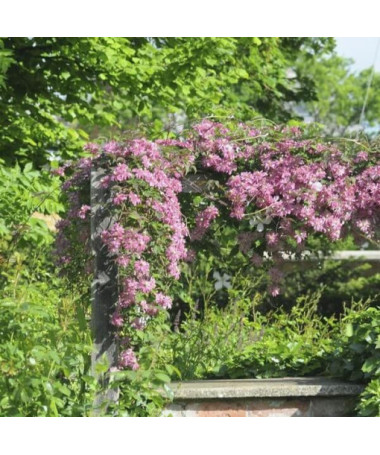 Clematis Montana Marjorie (horský) P9/C1