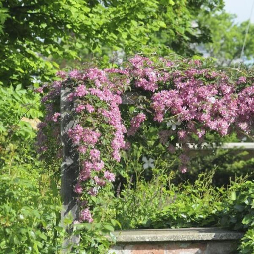 Clematis Montana Marjorie (horský) P9/C1