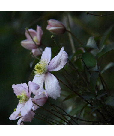 Clematis Montana Fragrant Spring Mayleen (horský) P9/C1