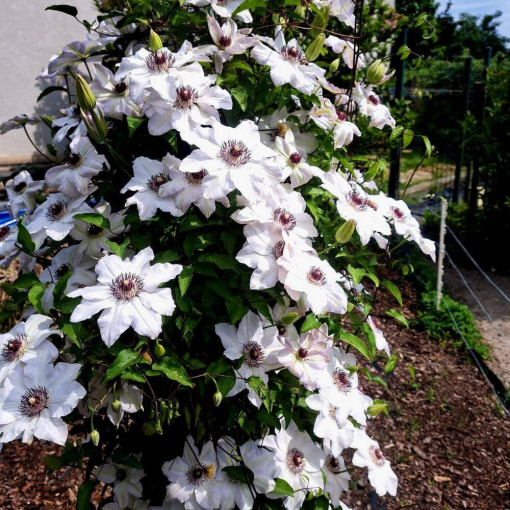 Clematis Miss Bateman P9/C1