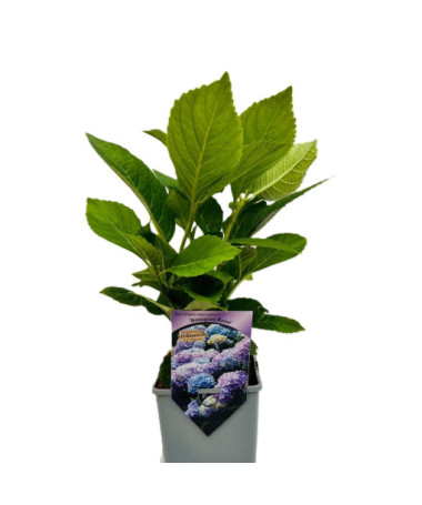 Hortenzie zahradní Bouquet Rose P9/C1