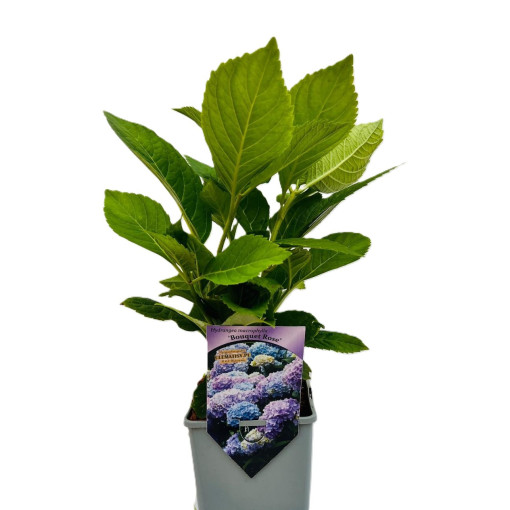 Hortenzie zahradní Bouquet Rose P9/C1