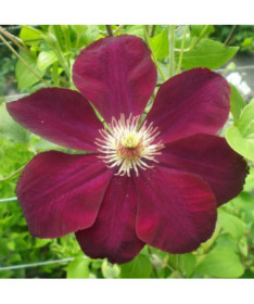 Clematis Mazowsze (velkokvětá) P9/C1