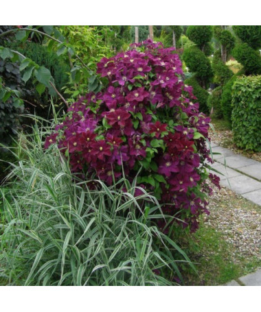 Clematis Mazowsze (velkokvětá) P9/C1