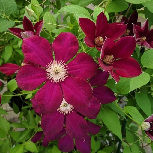 Clematis Mazowsze (velkokvětá) P9/C1