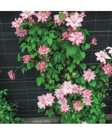 Clematis (velkokvětá) 'Little Mermaid' P9/C1