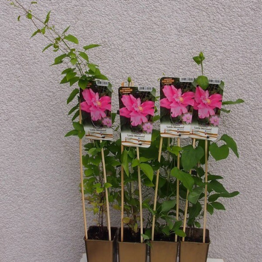 Clematis (velkokvětá) 'Little Mermaid' P9/C1