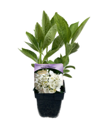 Hortenzie zahradní Soeur Therese P9/C1