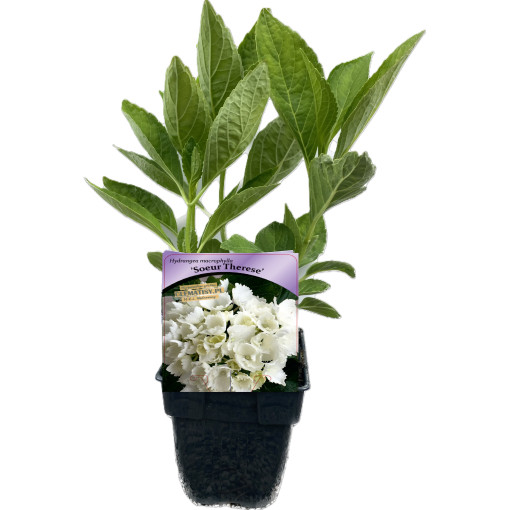 Hortenzie zahradní Soeur Therese P9/C1