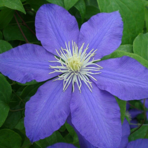 Clematis Lasurstern (velkokvětá) P9/C1