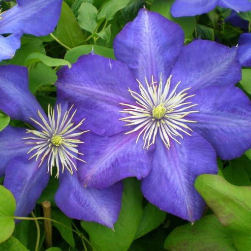 Clematis Lasurstern (velkokvětá) P9/C1