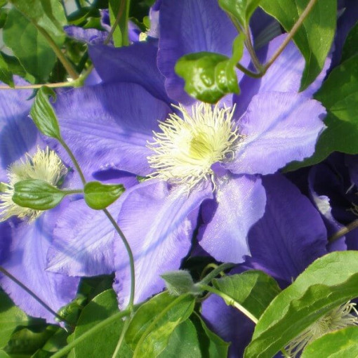 Clematis Lasurstern (velkokvětá) P9/C1