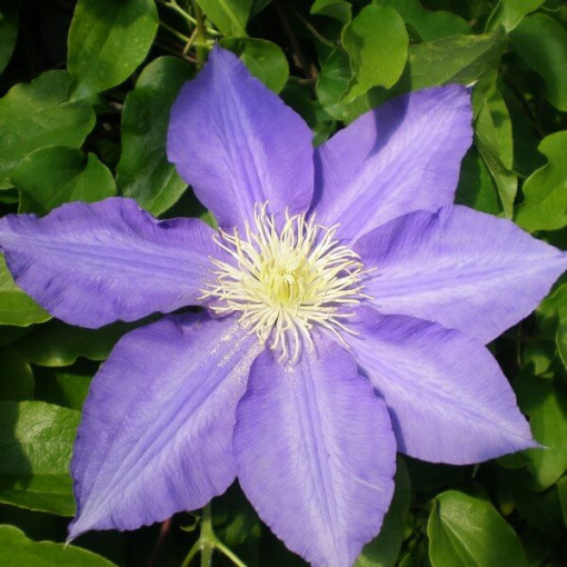 Clematis Lasurstern (velkokvětá) P9/C1