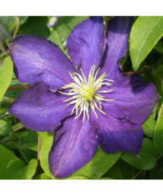 Clematis Lady Betty Balfour (velkokvětý) P9/C1