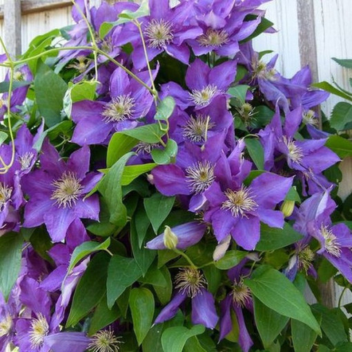 Clematis Lady Betty Balfour (velkokvětý) P9/C1