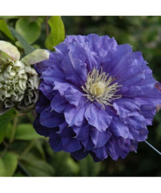 Clematis Kiri Te Kanawa (velkokvětý) PLONÝ P9/C1