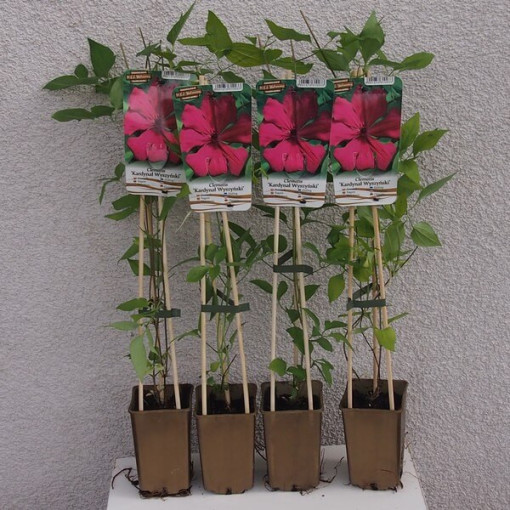 Clematis Kardinál Wyszyński (velkokvětý) P9/C1