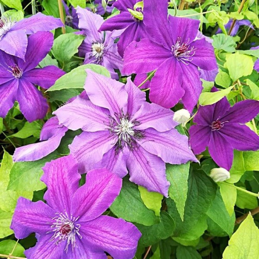 Clematis Kacper (velkokvětý) P9/C1