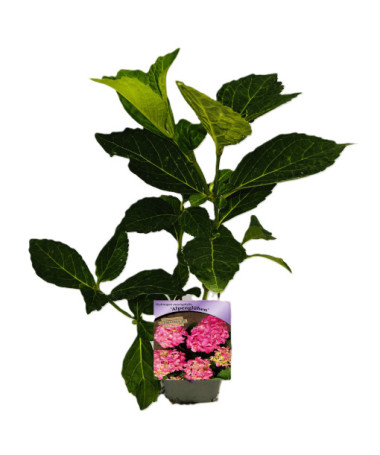 Hortenzie zahradní Alpengluhen P9/C1