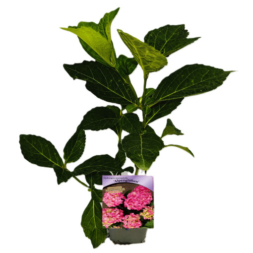 Hortenzie zahradní Alpengluhen P9/C1