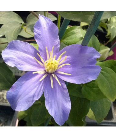 Clematis Justa (velkokvětý) P9/C1