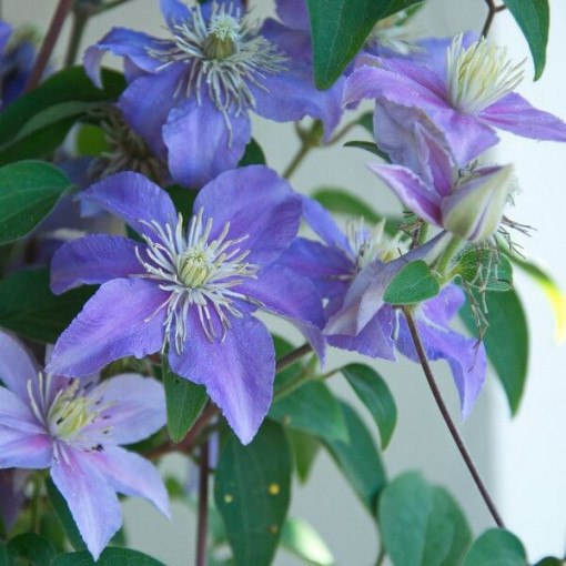 Clematis Justa (velkokvětý) P9/C1