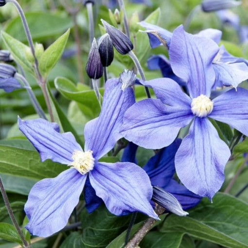 Clematis Justa (velkokvětý) P9/C1