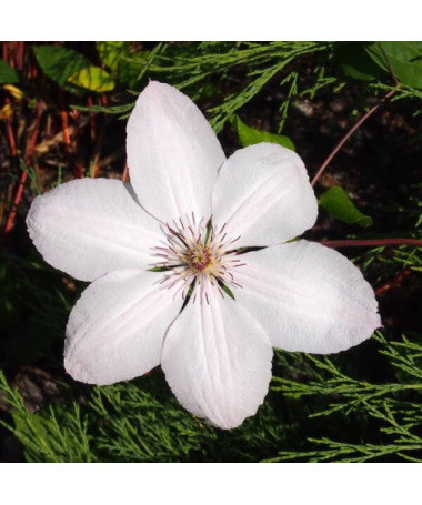 Clematis Jan Pavel II (velkokvětý) P9/C1